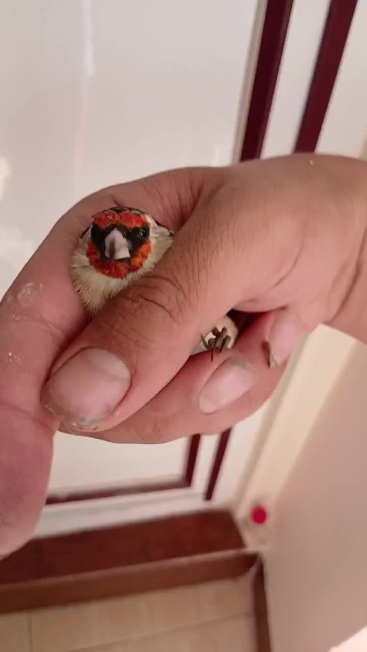 سهره طلایی|پرنده|ابهر, |دیوار