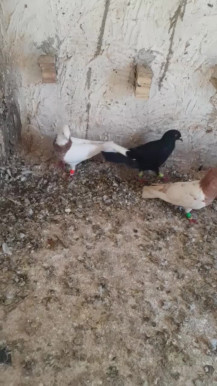 کبوتر|پرنده|شوشتر, |دیوار