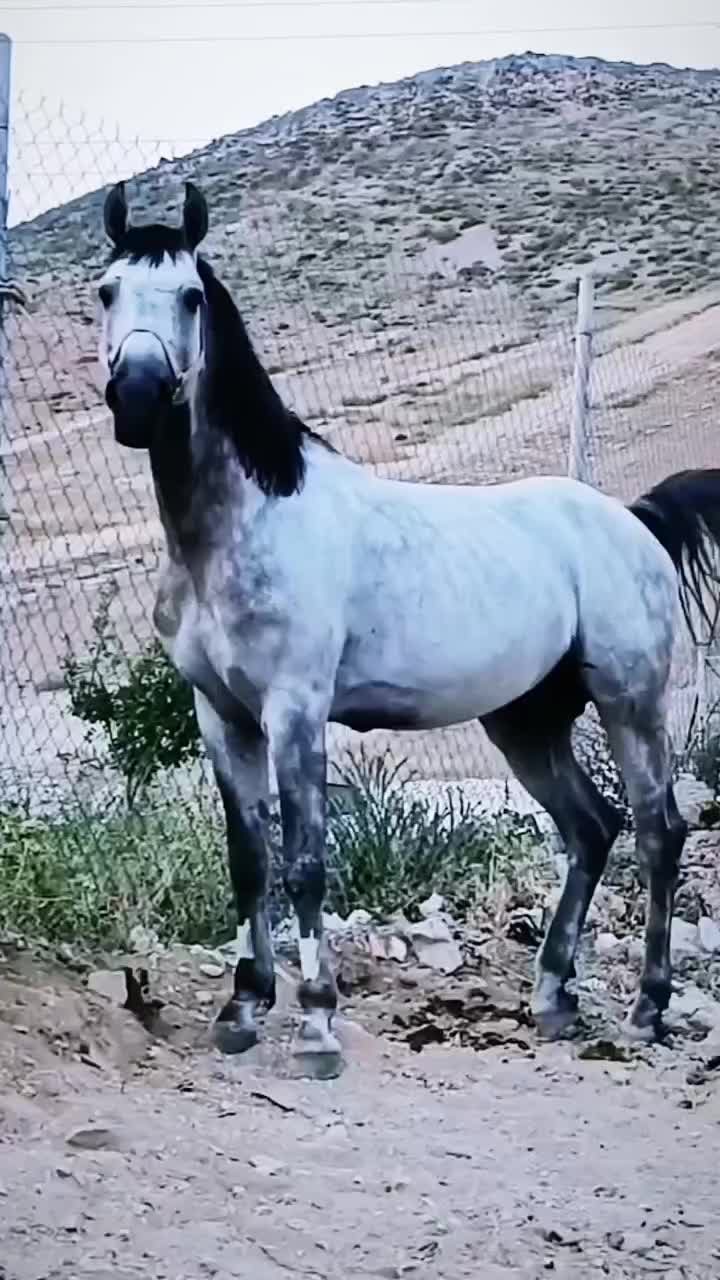 ادوتا اسب یکی سواری کرد خون بالا یکی در شوری|اسب و تجهیزات اسب‌سواری|فولادشهر, فولادشهر|دیوار