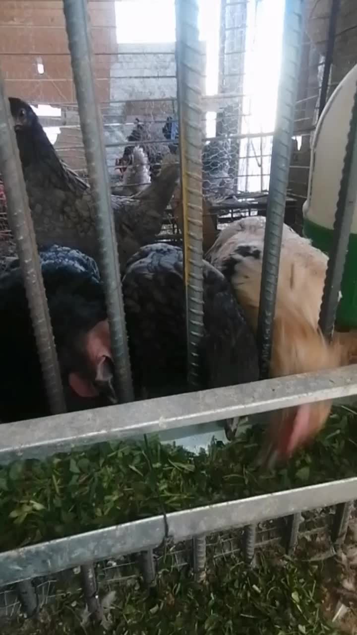 فروش جوجه نژادهای خاص و تخم رنگی امیرفارم|حیوانات مزرعه|سیرجان, |دیوار