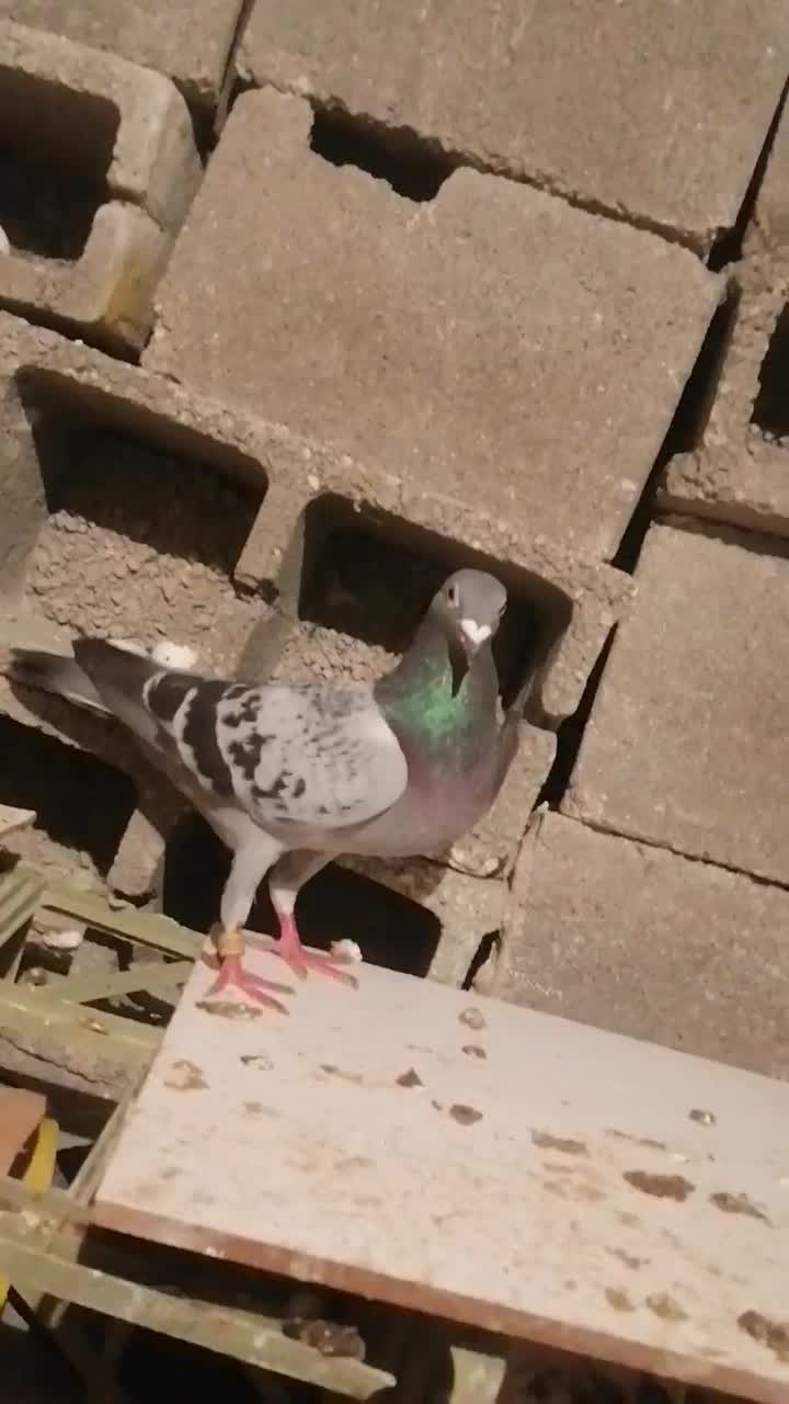 کبوتر|پرنده|بندر کنگان, |دیوار