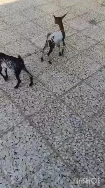 کهره شیرخوار|حیوانات مزرعه|بندرعباس, |دیوار