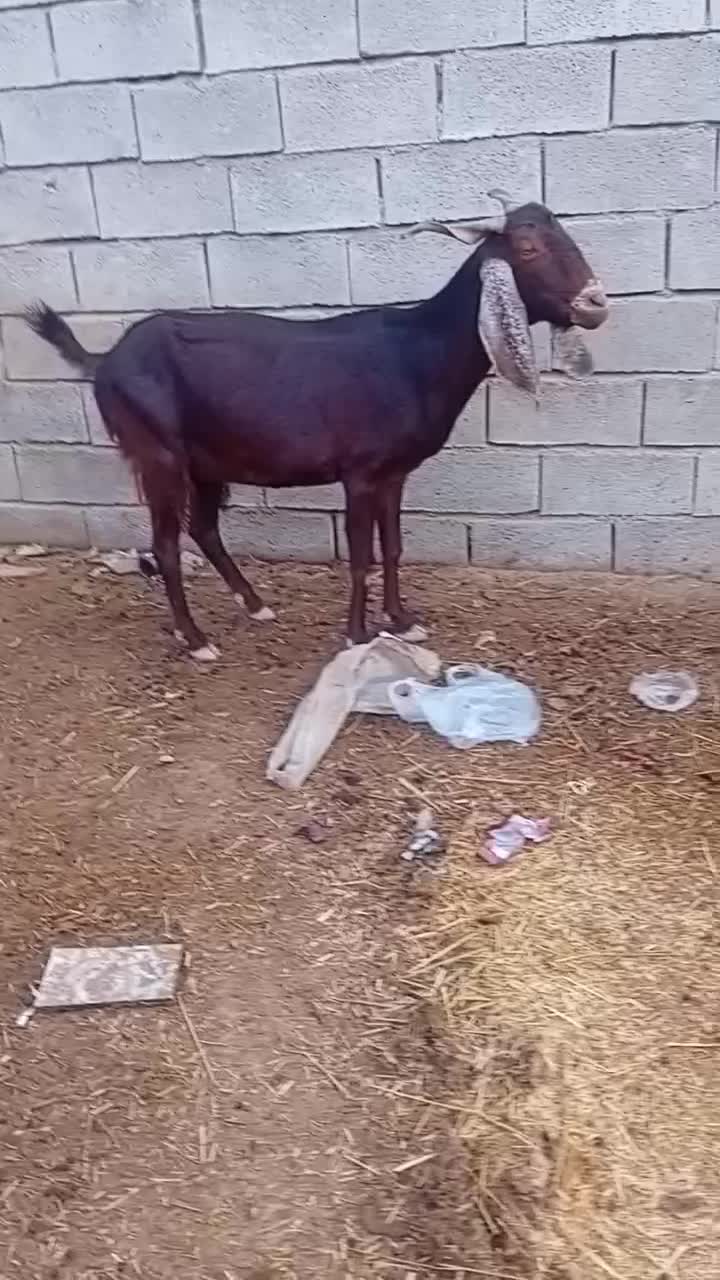 شادگان|حیوانات مزرعه|شادگان, |دیوار