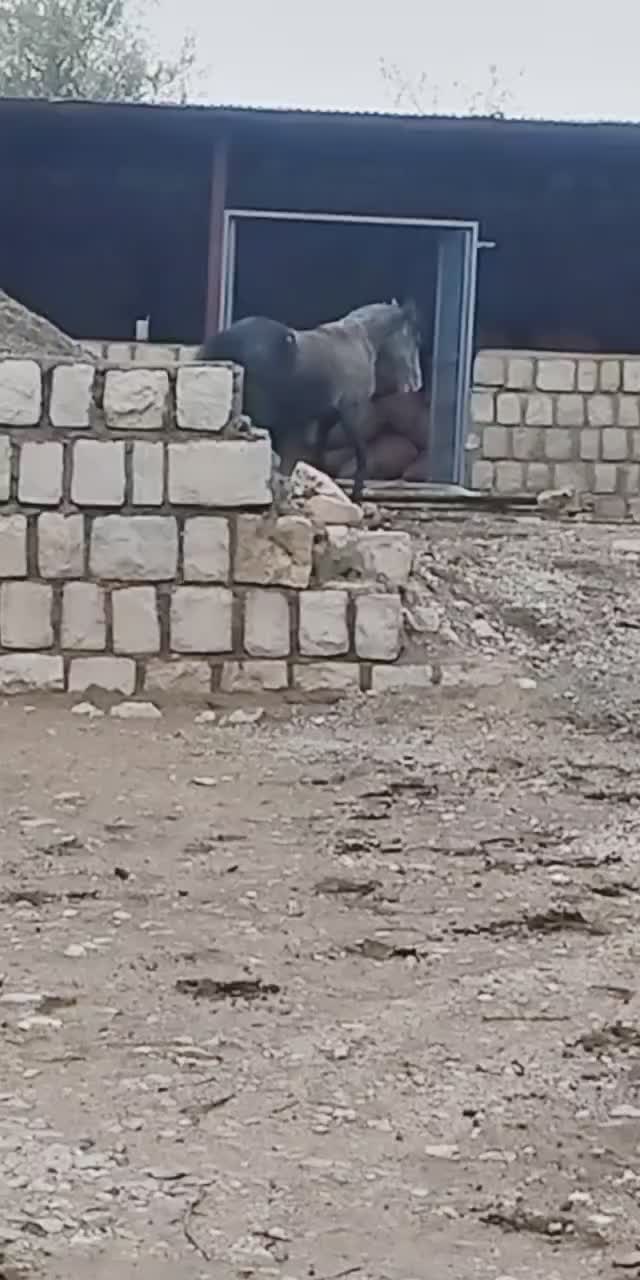 اسب|اسب و تجهیزات اسب‌سواری|ایلام, |دیوار