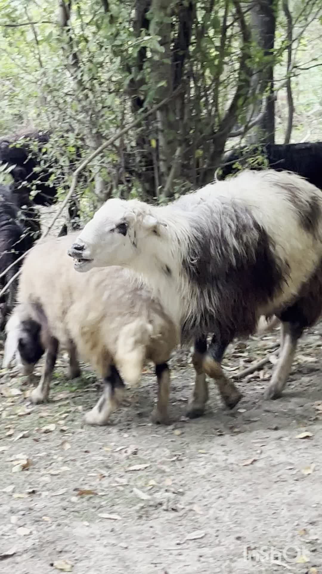 قوچ پلنگی|حیوانات مزرعه|گالیکش, |دیوار