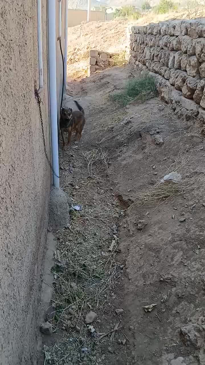 واگذاری سگ|سگ|شباب, |دیوار