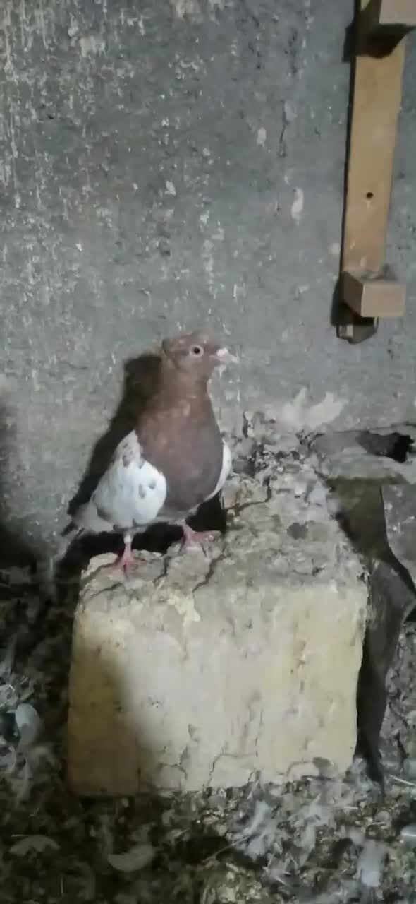 سینه کاکلی نر|پرنده|مشهد, نیزه|دیوار