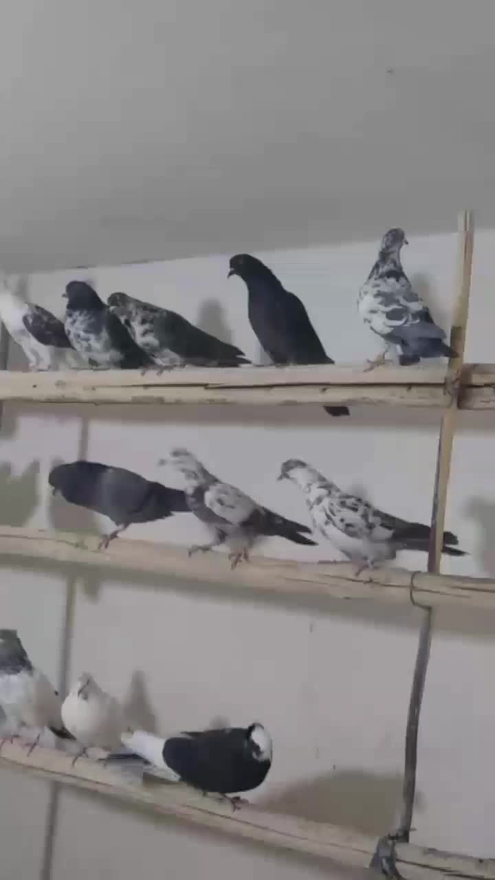 کبوتر فروشی پسر لر|پرنده|کوهدشت, |دیوار