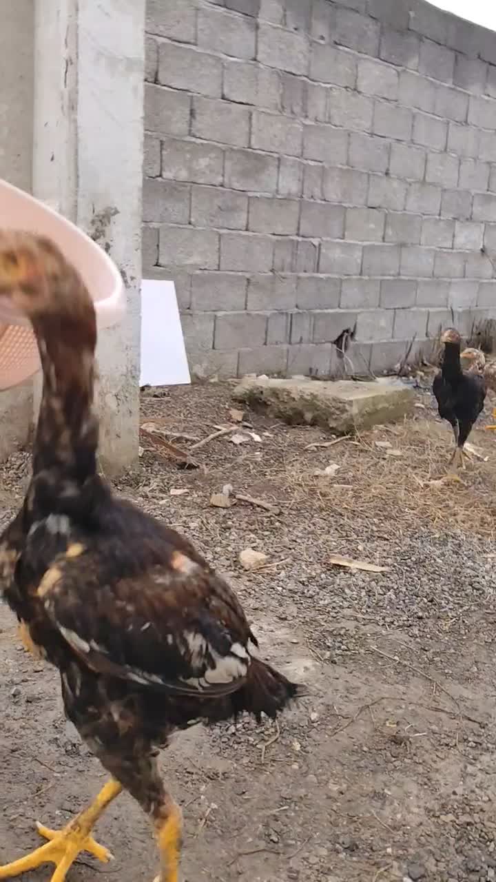 جوجه مرغ و خروس|حیوانات مزرعه|رشت, شهرک صبا|دیوار