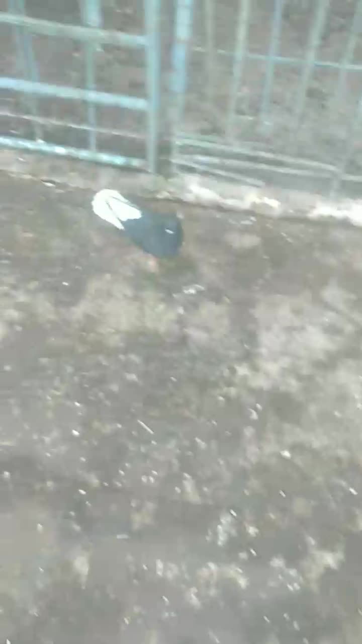 کبوتر|پرنده|حمیدیه, |دیوار