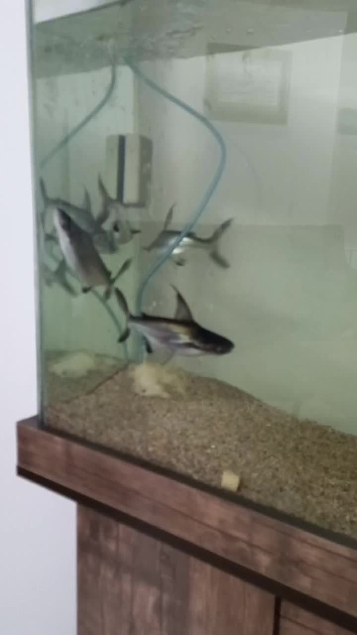 ماهی پنکوسی و پرت|ماهی|تهران, سبلان (لشگر)|دیوار