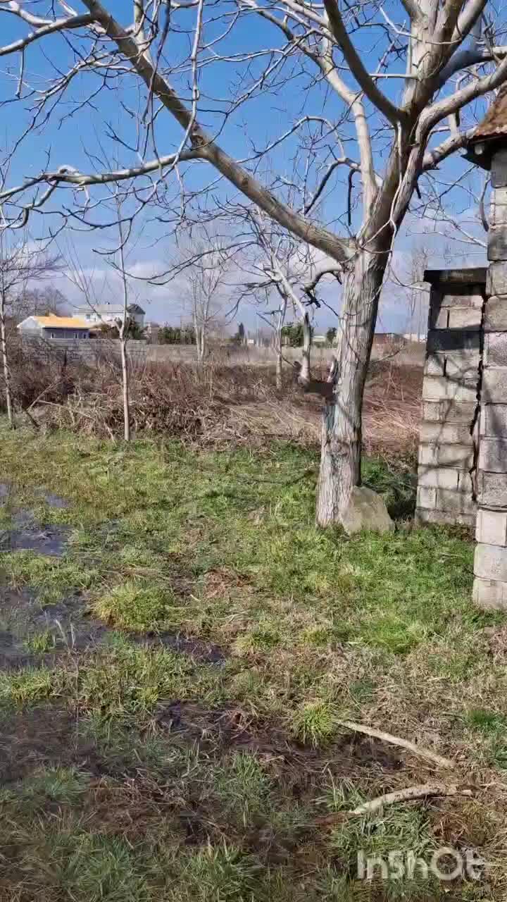 زمین روستایی/۱۳۵۰۰متر/سندتک برگ/ورودی شهر آستانه|فروش زمین و ملک کلنگی|آستانه اشرفیه, |دیوار