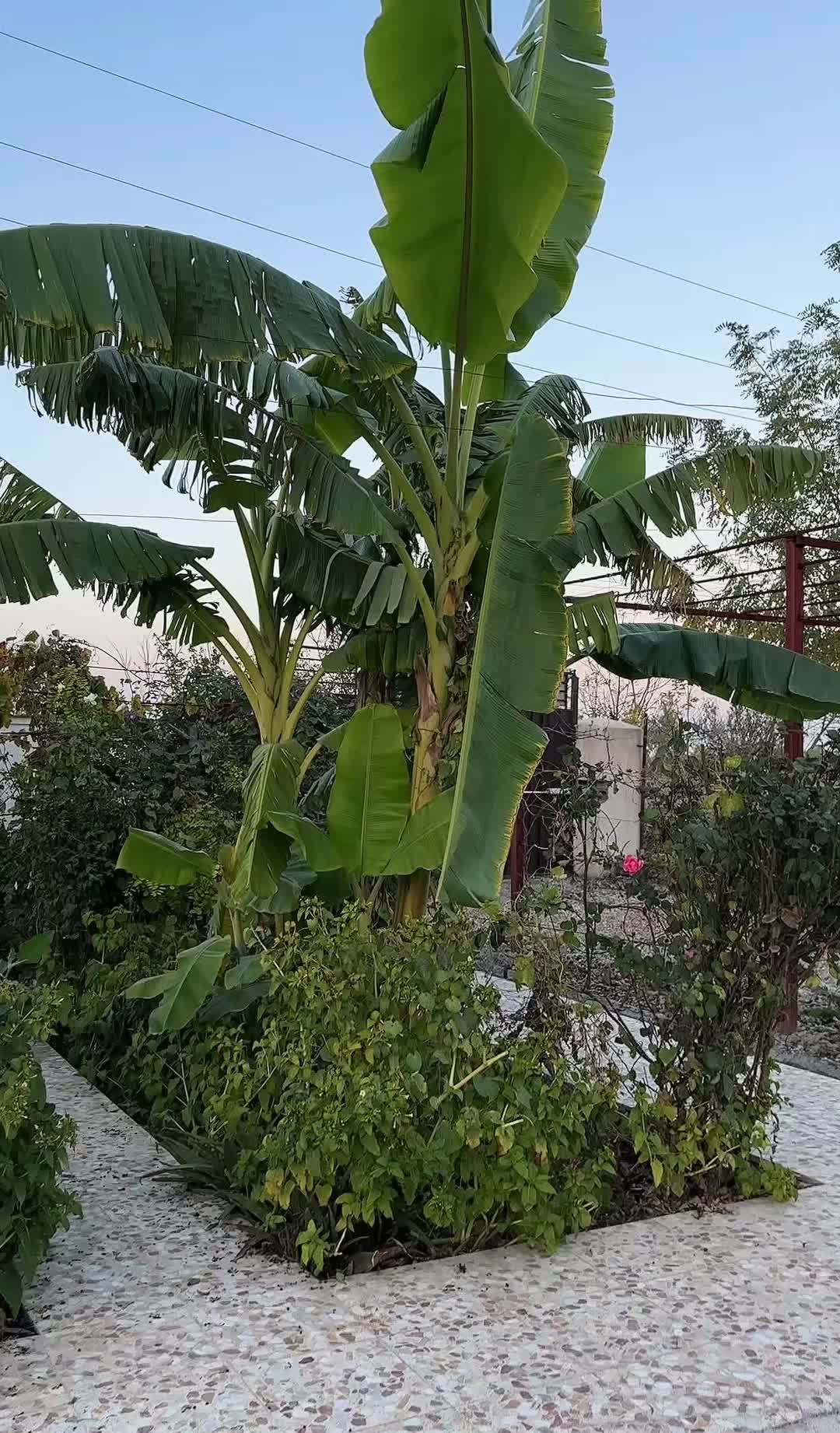 مجموعه گردشگری مایا|تور و چارتر|سیجوال, |دیوار