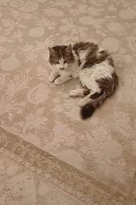 گربه|حیوانات|تهران, تهرانپارس غربی|دیوار