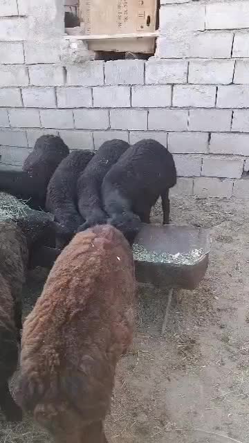 بره نر ۸عدد|حیوانات مزرعه|شاهرود, |دیوار