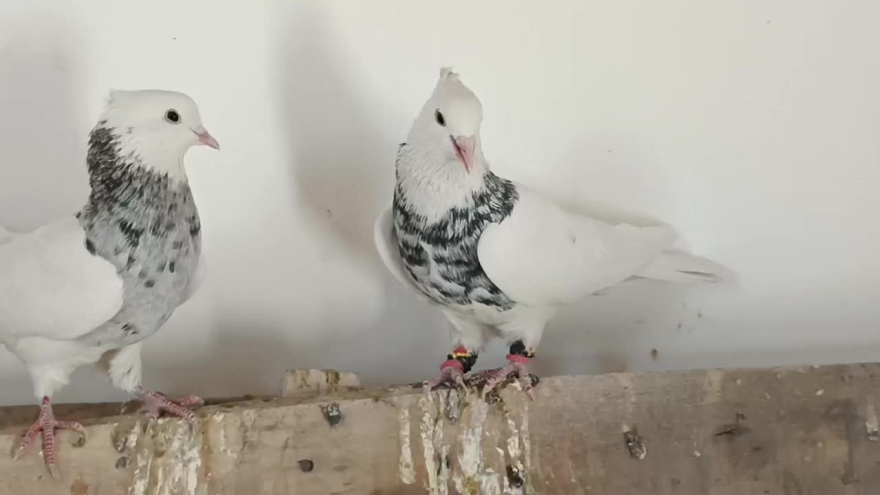 ۲ عدد طوقی سور هفت رنگ خوشگل کلاه میخ پریده|پرنده|رفسنجان, |دیوار