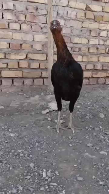 مرغ وخروس لاری|حیوانات مزرعه|تهران, شهرک طالقانی|دیوار