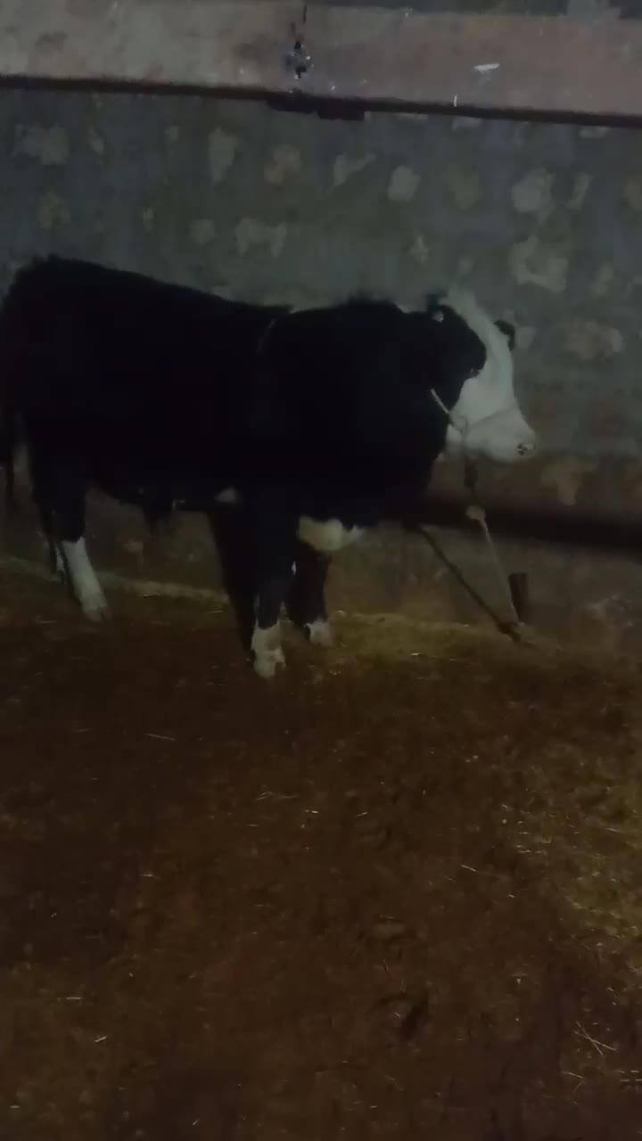 گوساله|حیوانات مزرعه|معمولان, |دیوار