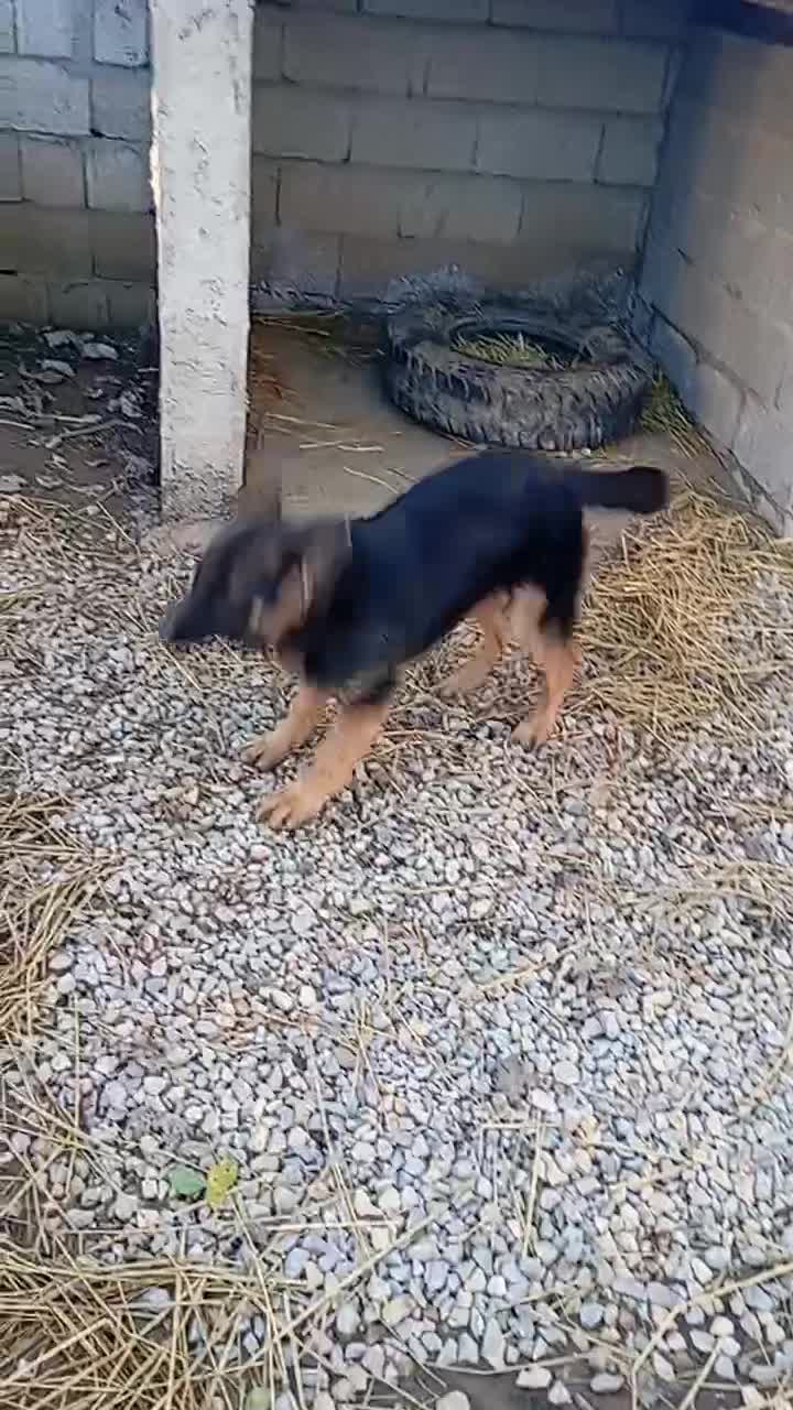 سگ ژرمن|سگ|فومن, |دیوار