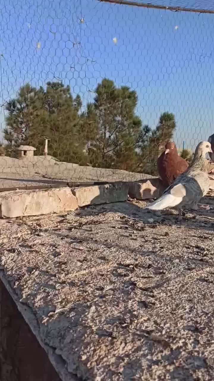 کشکیله|پرنده|سبزوار, فرهنگیان|دیوار