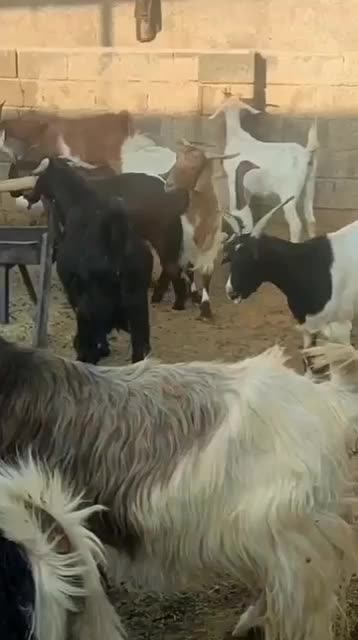 بز داشتی دورگ سانن و پاکستانی|حیوانات مزرعه|نوبندگان, |دیوار