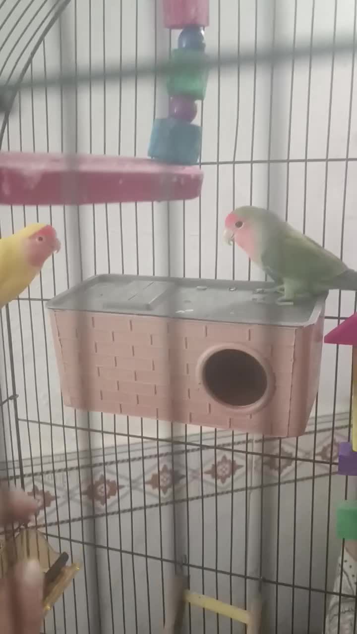 یک جفت کوتوله برزیلی فروشی|پرنده|داورزن, |دیوار