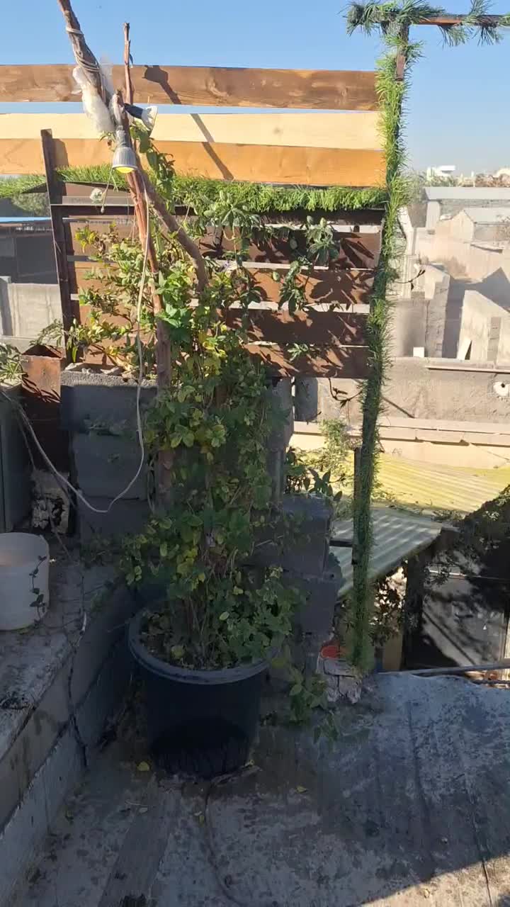 گل یاس|گل و گیاه طبیعی|پاکدشت, پاکدشت (مامازند)|دیوار