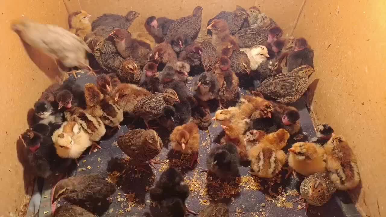 فروش جوجه مرغ یک روز و جوجه بلدرچین دوهفته ای|حیوانات مزرعه|پره‌سر, |دیوار