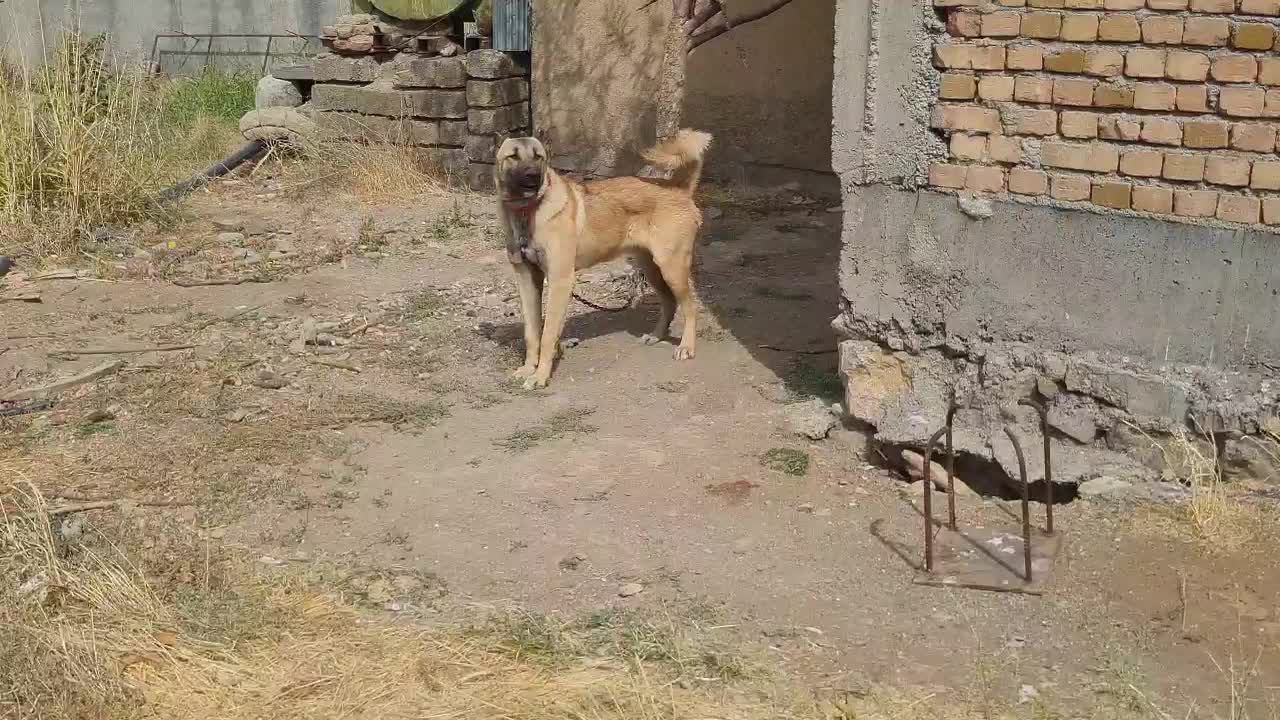 گمشده|سگ|موچش, |دیوار