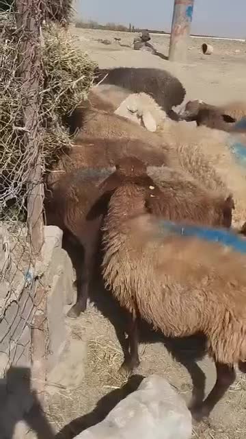 50 راس میش تخمی|حیوانات مزرعه|گلمکان, |دیوار