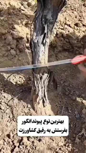 پیوند زنی درخت گردو به صورت تخصصی وحرفه ای|خدمات باغبانی و درختکاری|نجف‌آباد, |دیوار