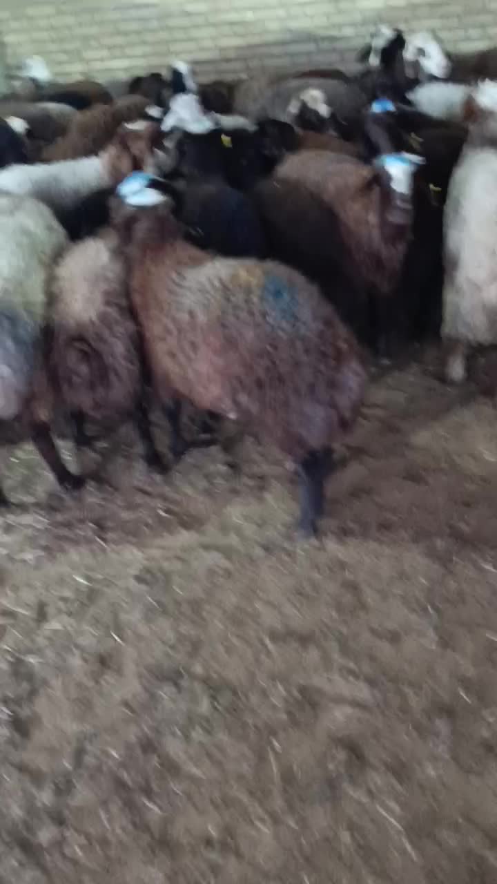 گوسفند زنده|حیوانات مزرعه|باقرشهر, |دیوار