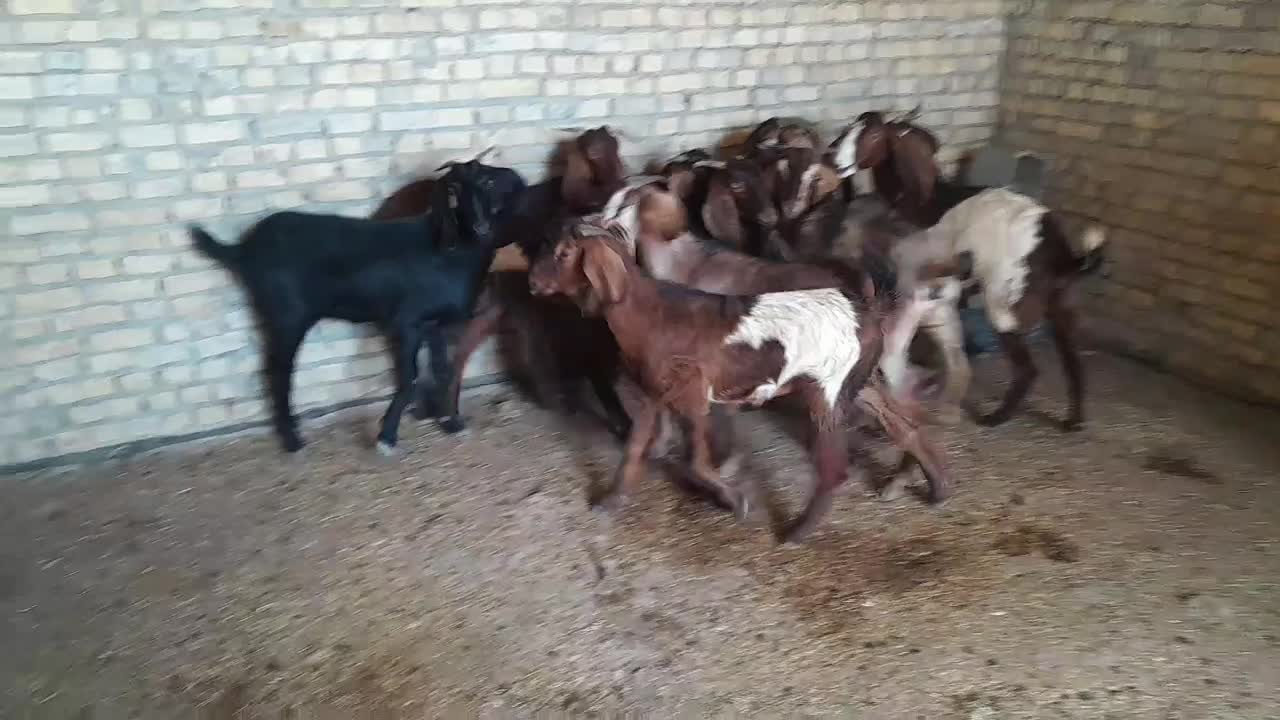 ۱۲ بز نجدی ابستن شرتی همه|حیوانات مزرعه|اهواز, شهرک دانشگاه|دیوار