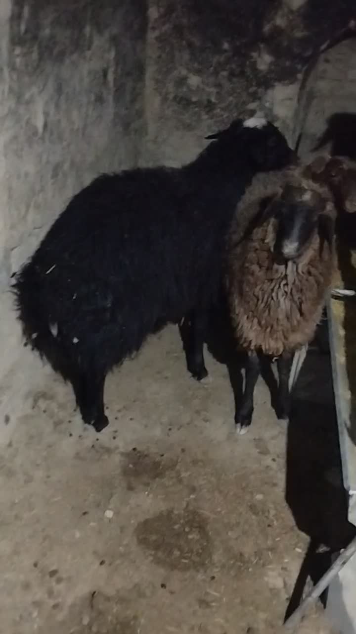 بره چاق کشتاری|حیوانات مزرعه|خمین, |دیوار