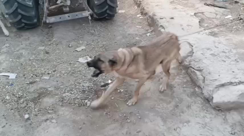 واگذاری|سگ|خواجه, |دیوار