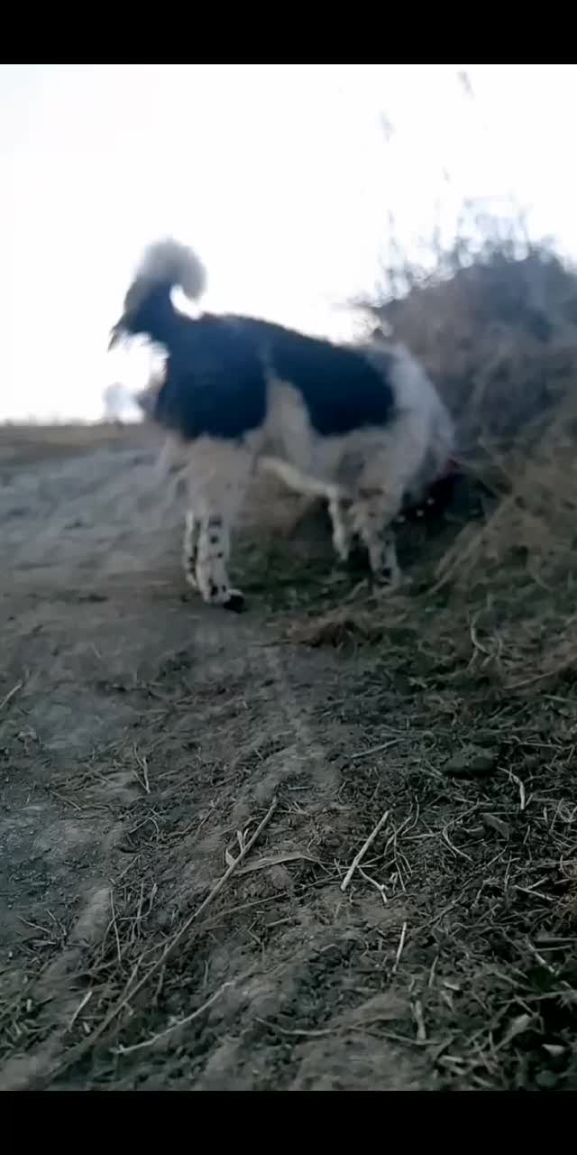 سگه گله|سگ|خمین, |دیوار