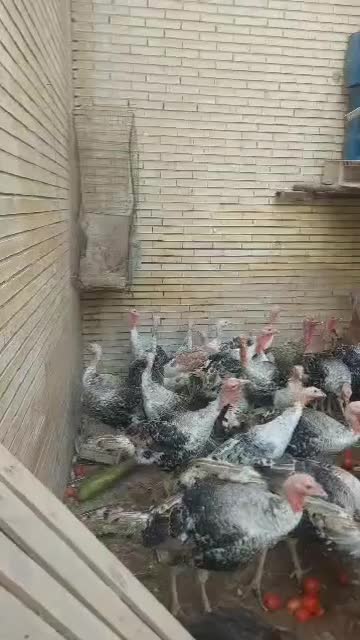 بارجدید بوقلمون محلی|حیوانات مزرعه|بندرعباس, |دیوار