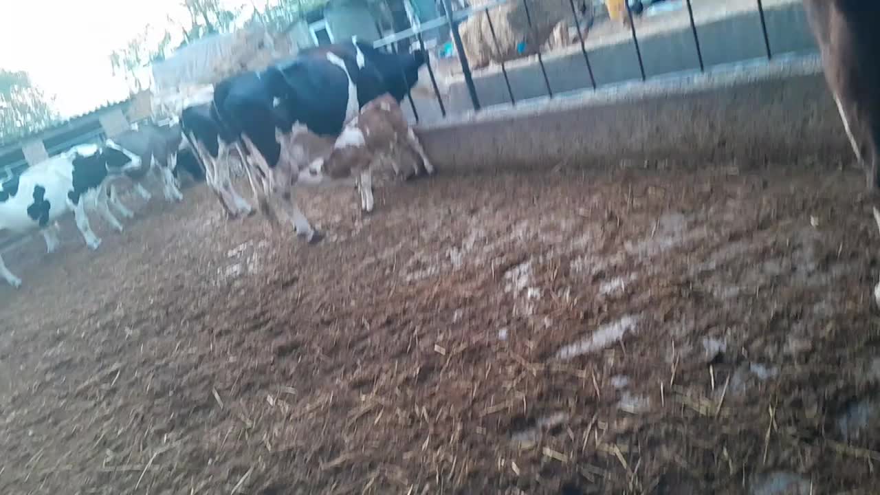 گاو سمینتال|حیوانات مزرعه|گرگان, |دیوار