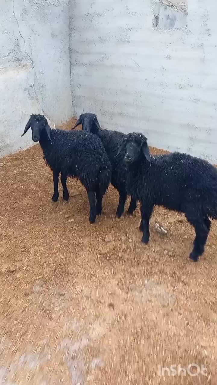 ماده بره قره قزل موفر|حیوانات مزرعه|شاهرود, |دیوار