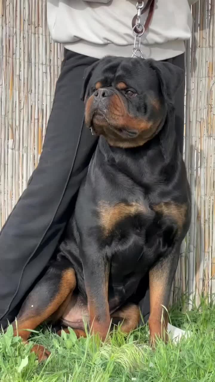 توله روتوایلر صربستانی|سگ|اهواز, زیتون کارگری|دیوار