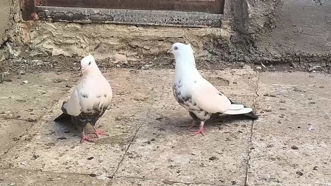 دمبی|پرنده|اهواز, کوی طلاب|دیوار