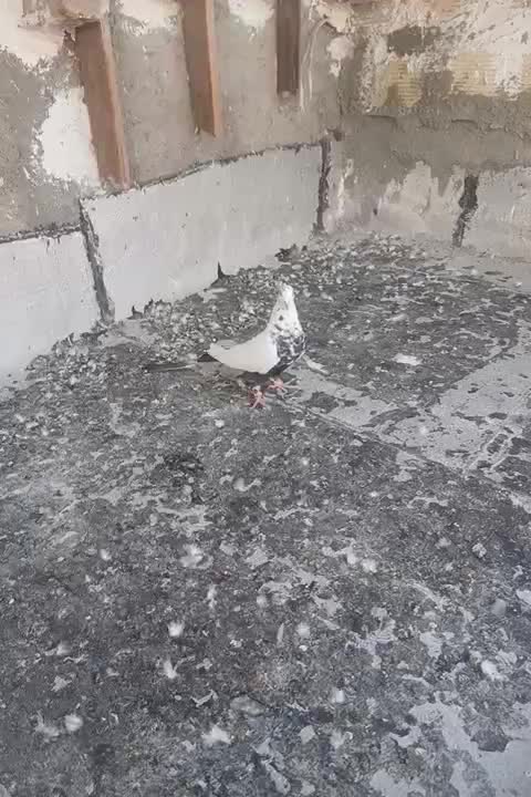 دم سیا ماده عتیقه|پرنده|محمدشهر, کوی بهار|دیوار