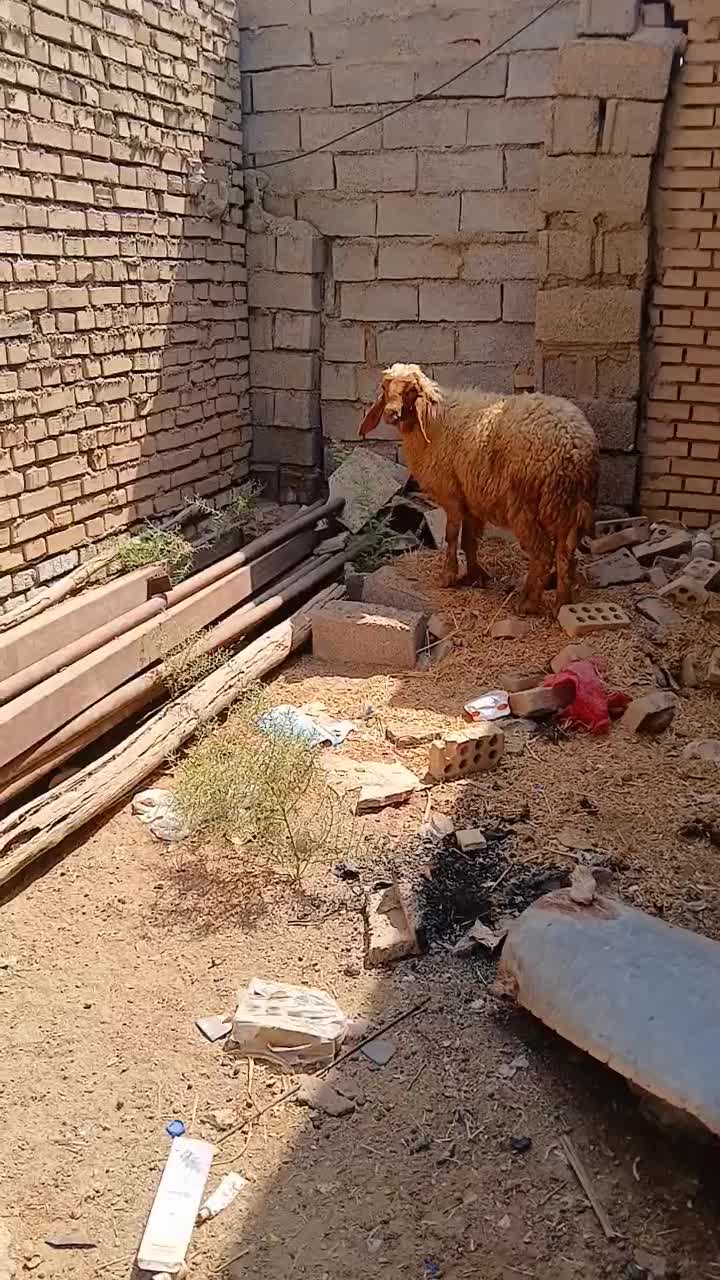 ۲۱۰|حیوانات مزرعه|اهواز, اهواز|دیوار