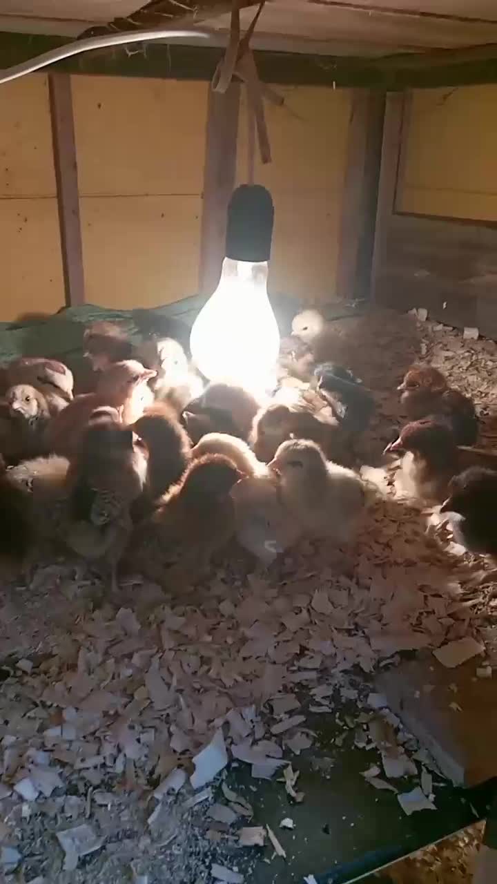 حیوانات مزرعه|حیوانات مزرعه|کلاچای, |دیوار