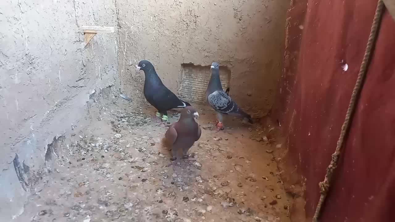 کبوتر پرشی|پرنده|سبزوار, خسروجرد|دیوار