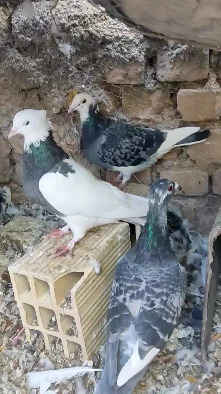 کبوتر|پرنده|آیسک, |دیوار