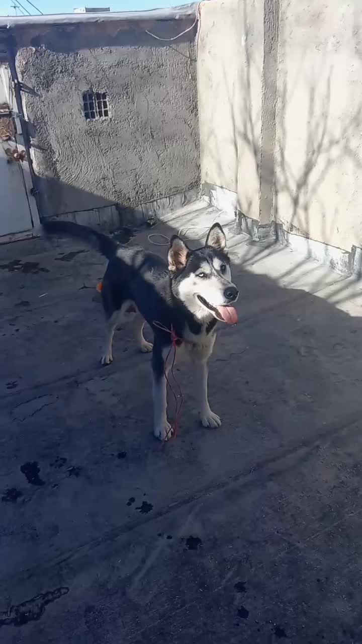 سگ هاسکی|سگ|نیشابور, گنبد سبز|دیوار