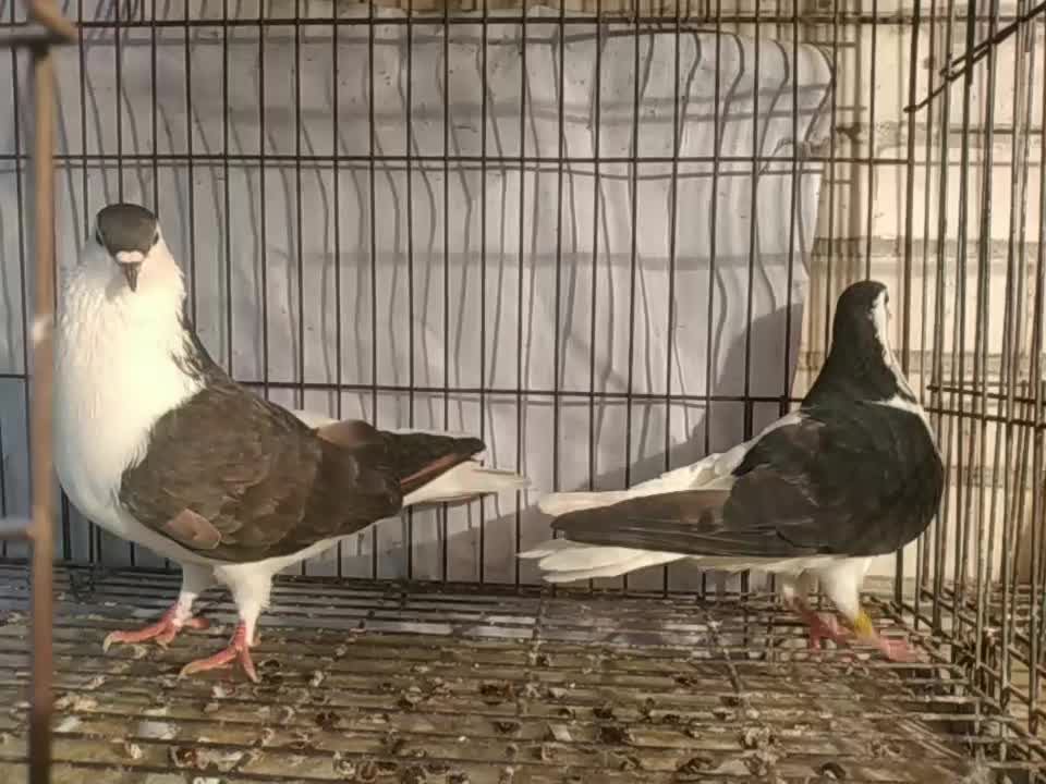 جفت چپ|پرنده|اهواز, سلطانمنش|دیوار