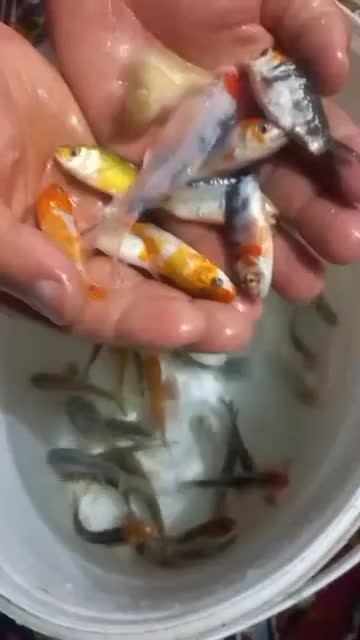 ماهی کوی|ماهی|سنگر, |دیوار