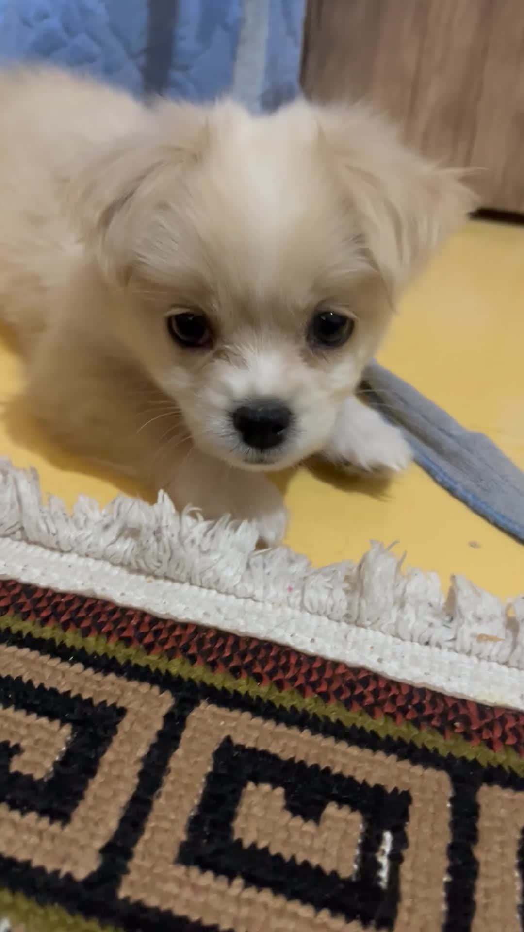 سگ اشپیتز پامر خرسی|سگ|شیراز, شهرک مطهری|دیوار